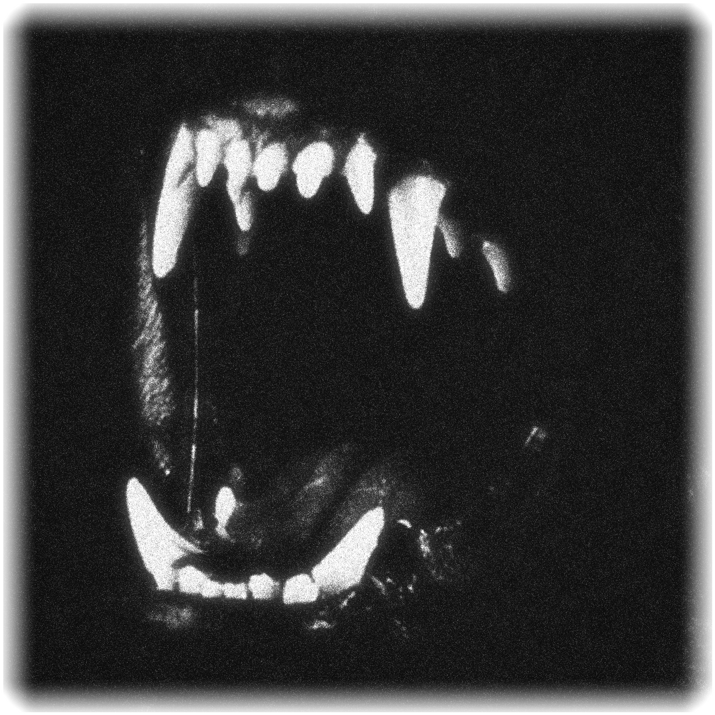 Teeth