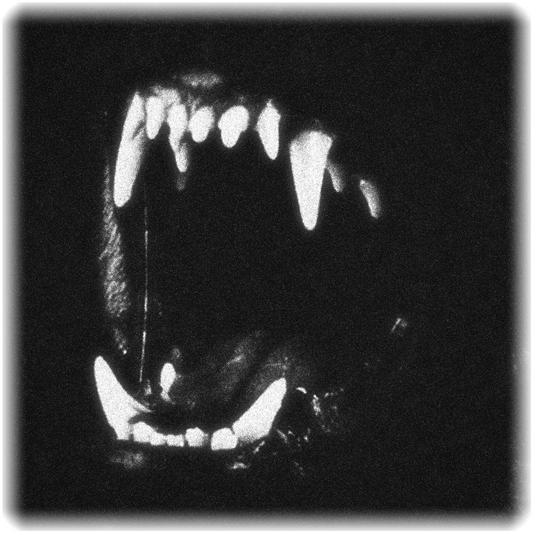 Teeth